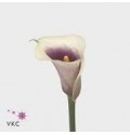 ΚΑΛΛΑ  ΔΙΧΡΩΜΗ   CALLA VERMEER